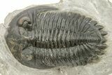 Hollardops Trilobite Fossil - Ofaten, Morocco #273378-1
